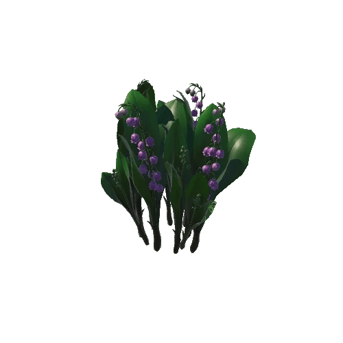 Flower_Convallaria majalis3